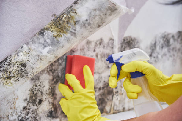 Professional Mold Removal in The Woodlands, TX